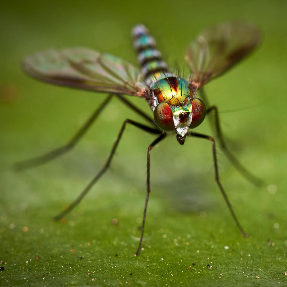 Pest Shield - Ecopest Pest Control