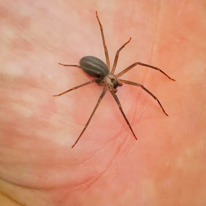 Brown Recluse Treatment