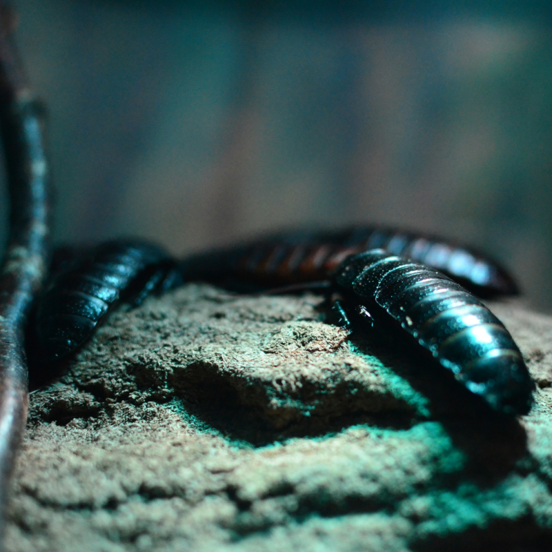 Roach Control
