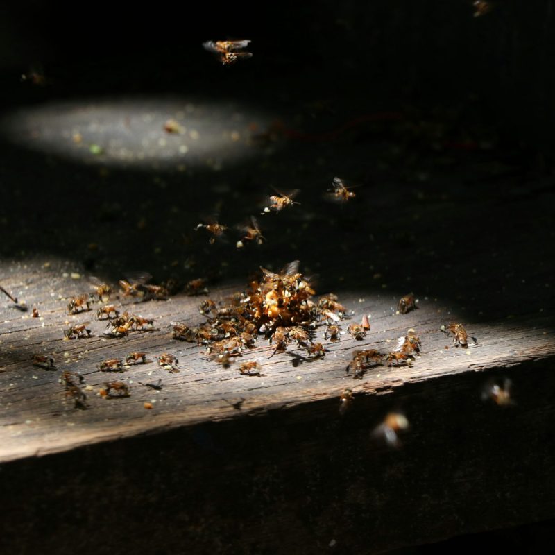 Termite Control