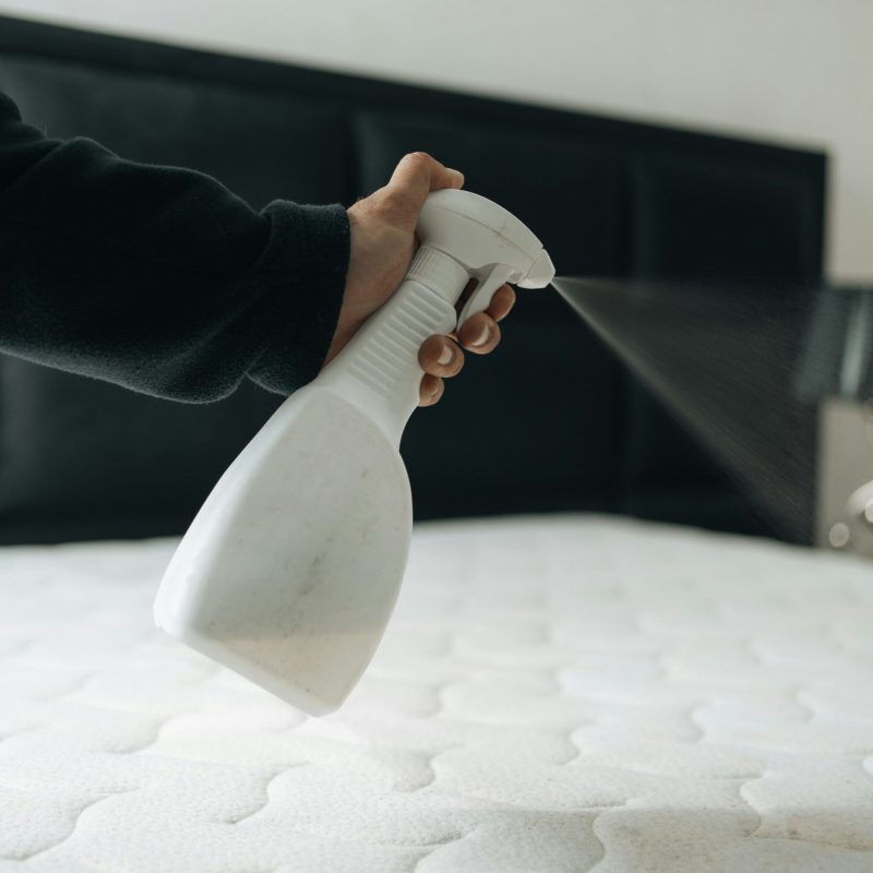 Bed Bug Removal