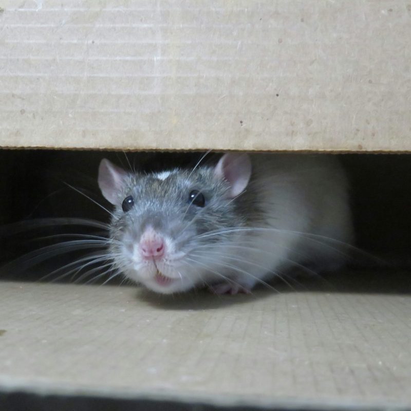 Rodent Control